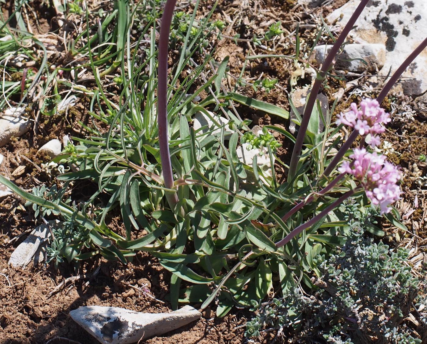 Valerian, Tuberous leaf